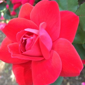 Meet your Posher, Nicole